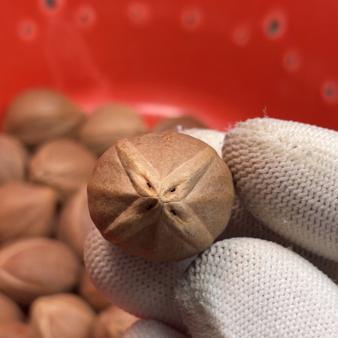 ****富手串/手链橄榄核1