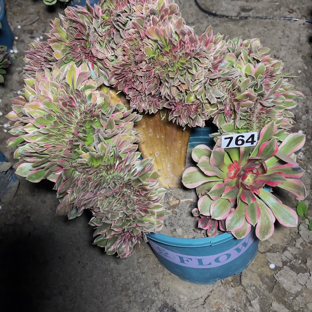 女神法师15-4包邮法师