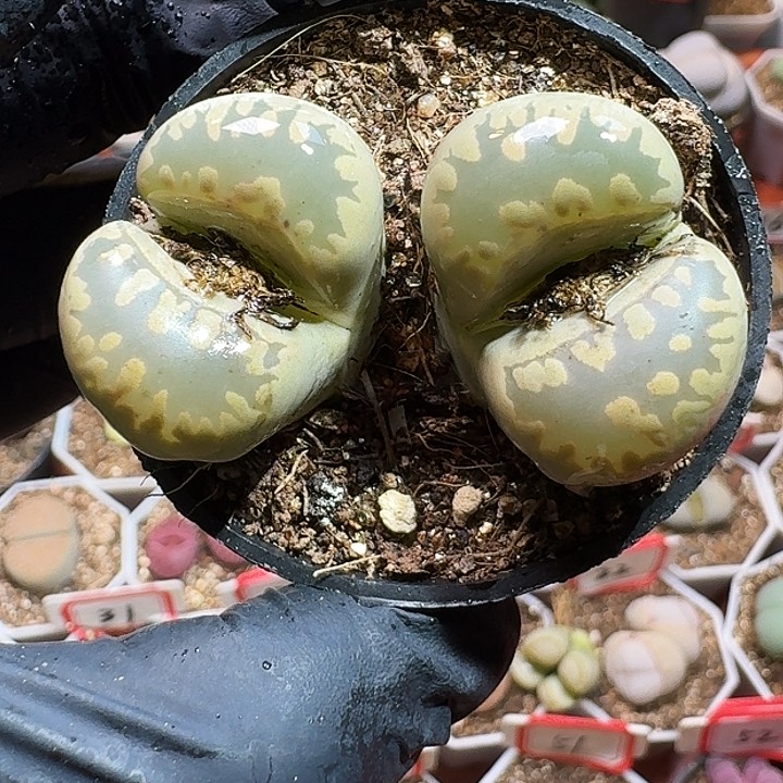 生石花111111111。  235