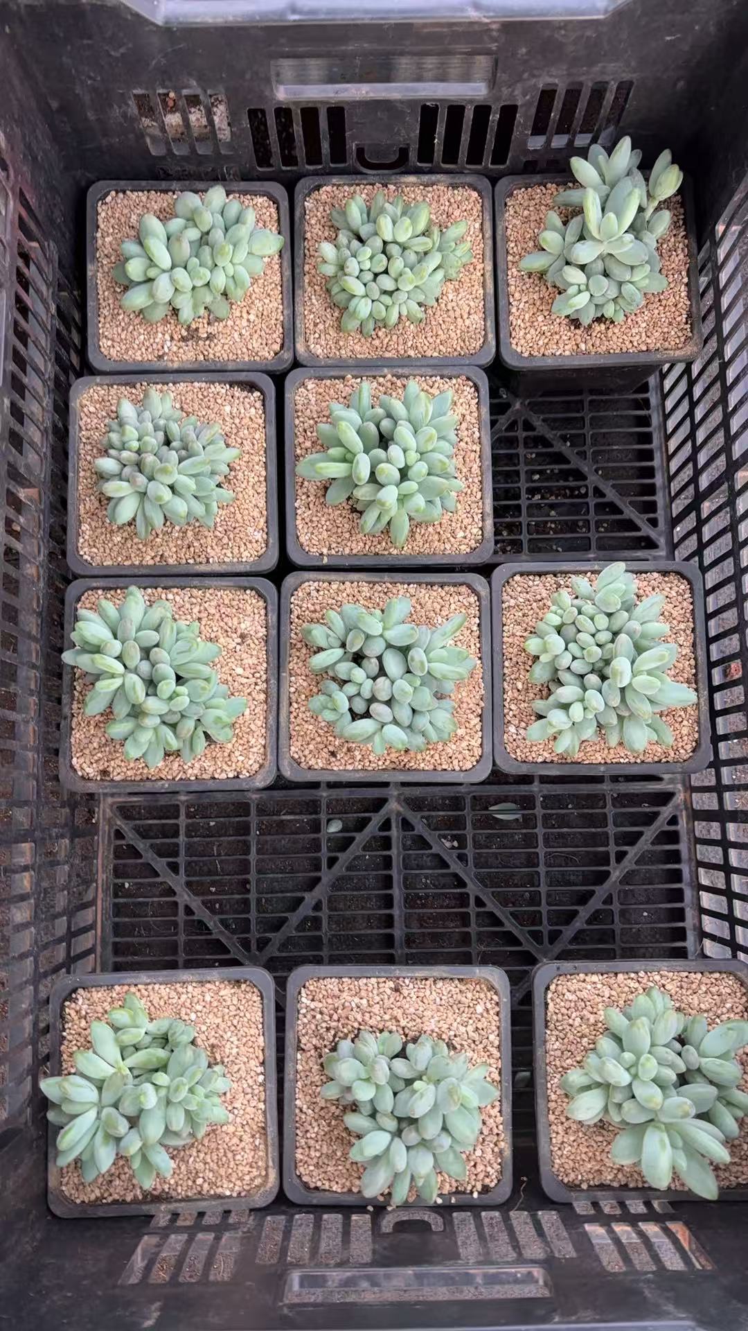植迷园艺多肉植物10月6日白兰地潜力股