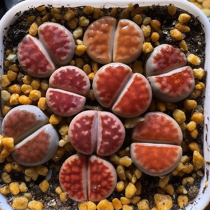 生石花1111111。  73