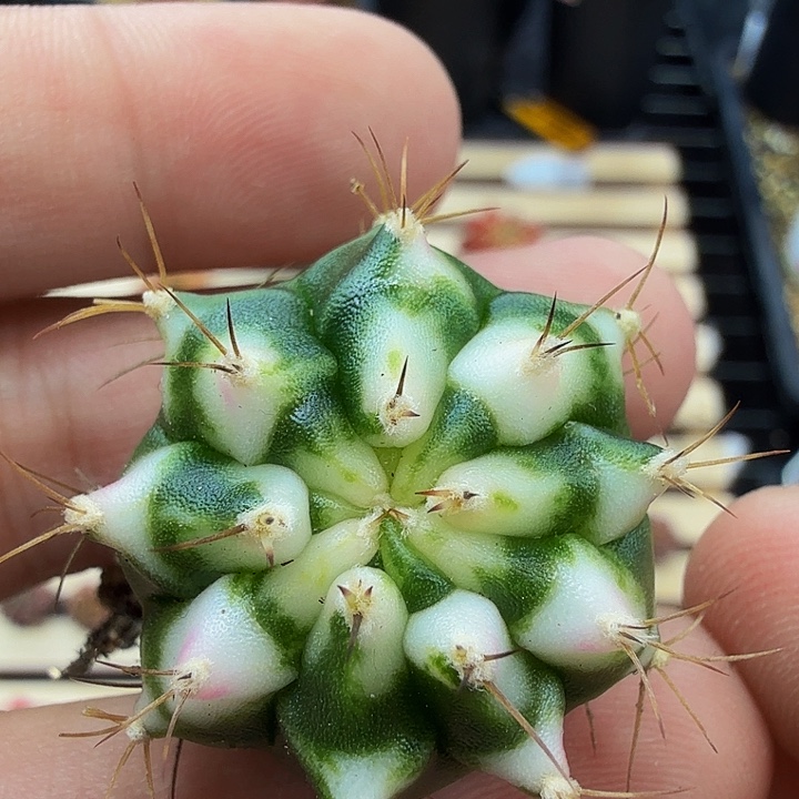 当前无花朵，栽培后可花朵