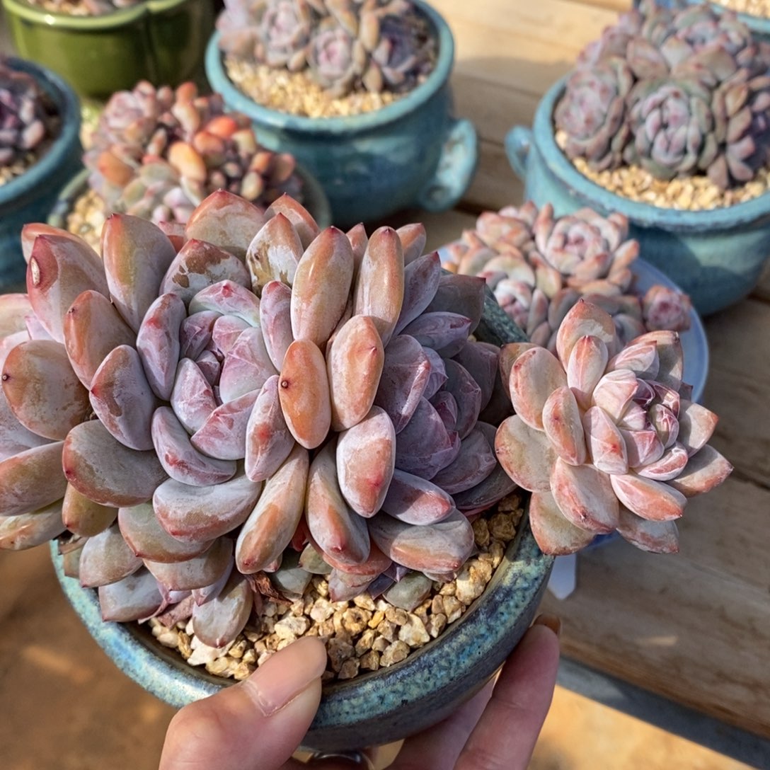 绿地紫心了九头爬梯