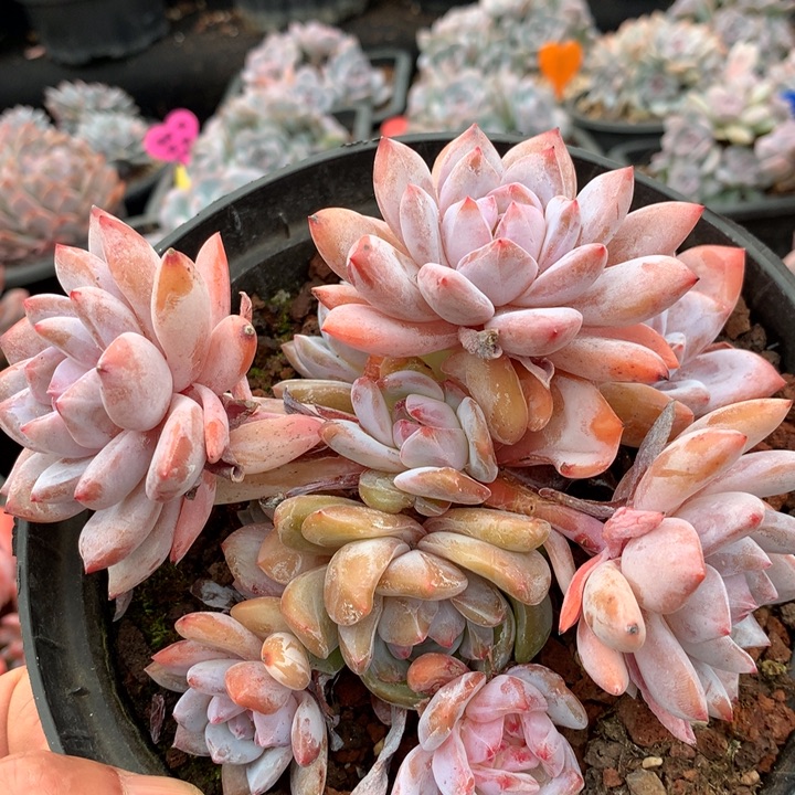 多肉植物雪天使无砍群生