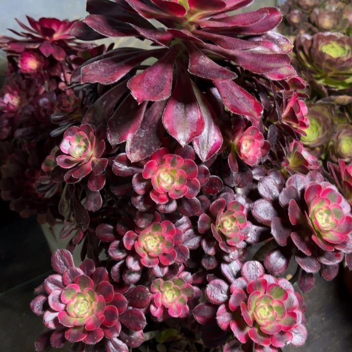 瑞妈多肉园艺008