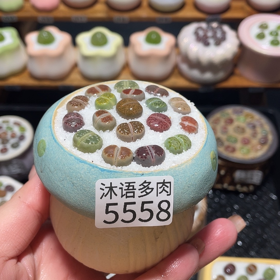 带盆土植物 一物一拍5558