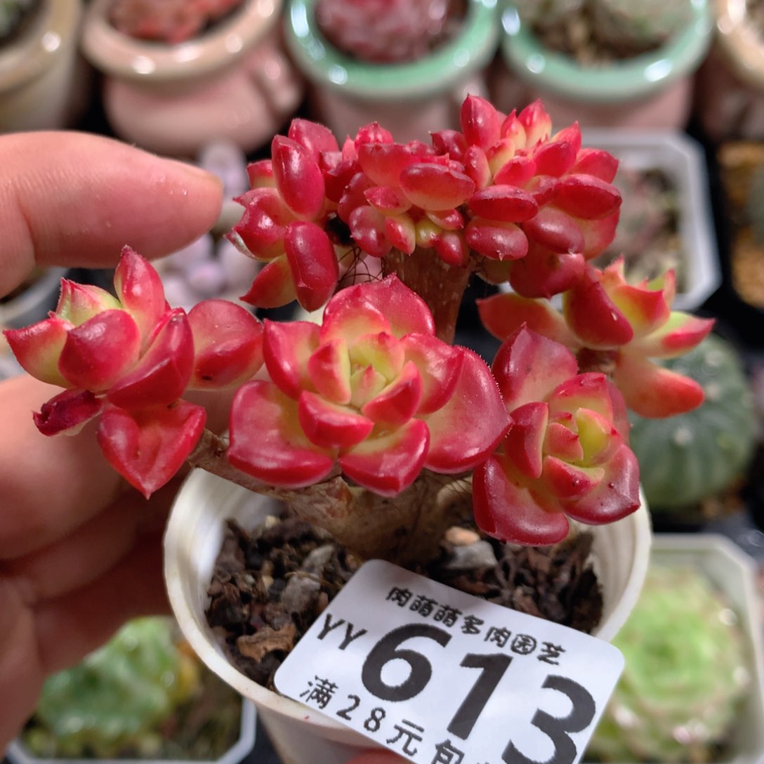 5CM拇指盆精控多肉YY613