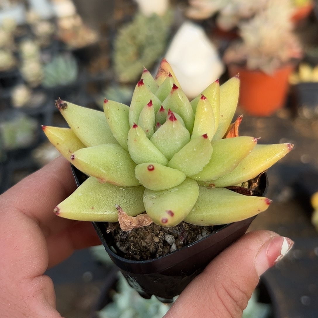 多肉植物单头虎鲸