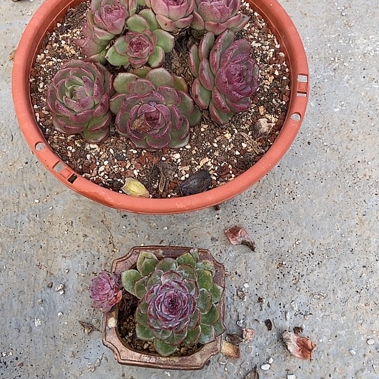 丽*1317多肉植物老桩