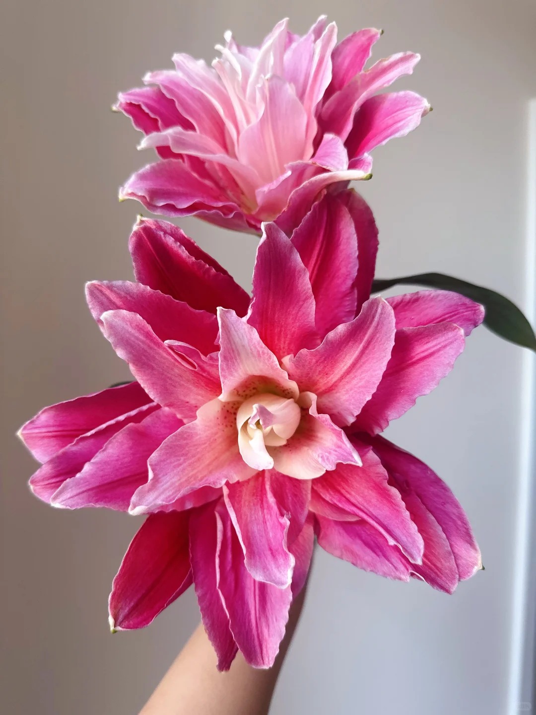 （曼曼）多头红美人重瓣百合5支   20%防损鲜花任意2单包邮