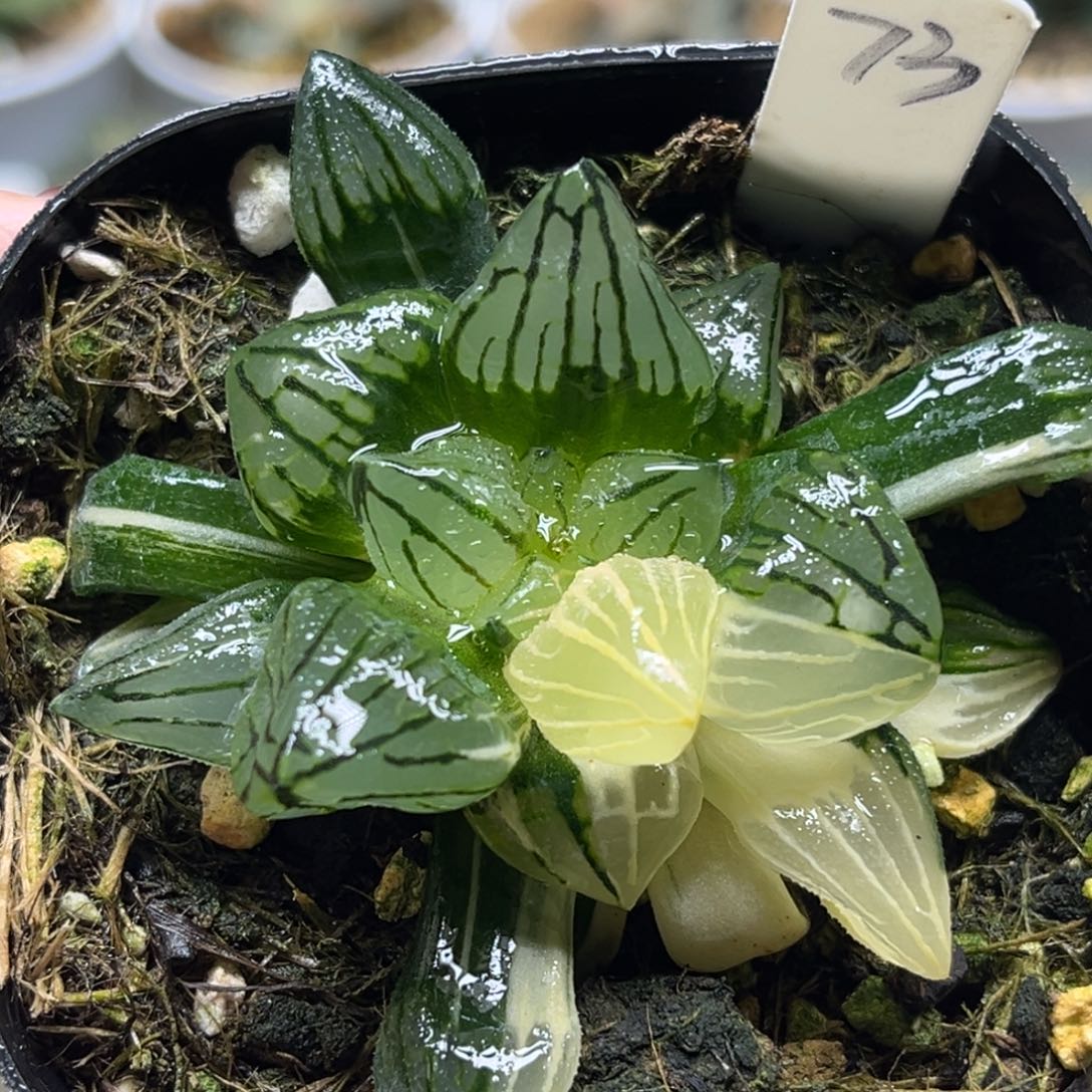 73西瓜寿锦福利专场