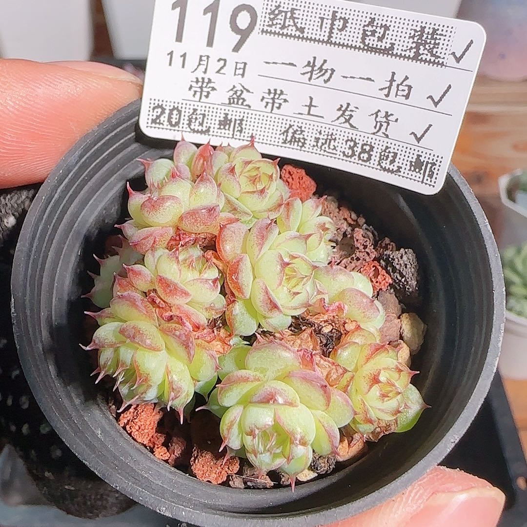 多肉1102--119虞姬