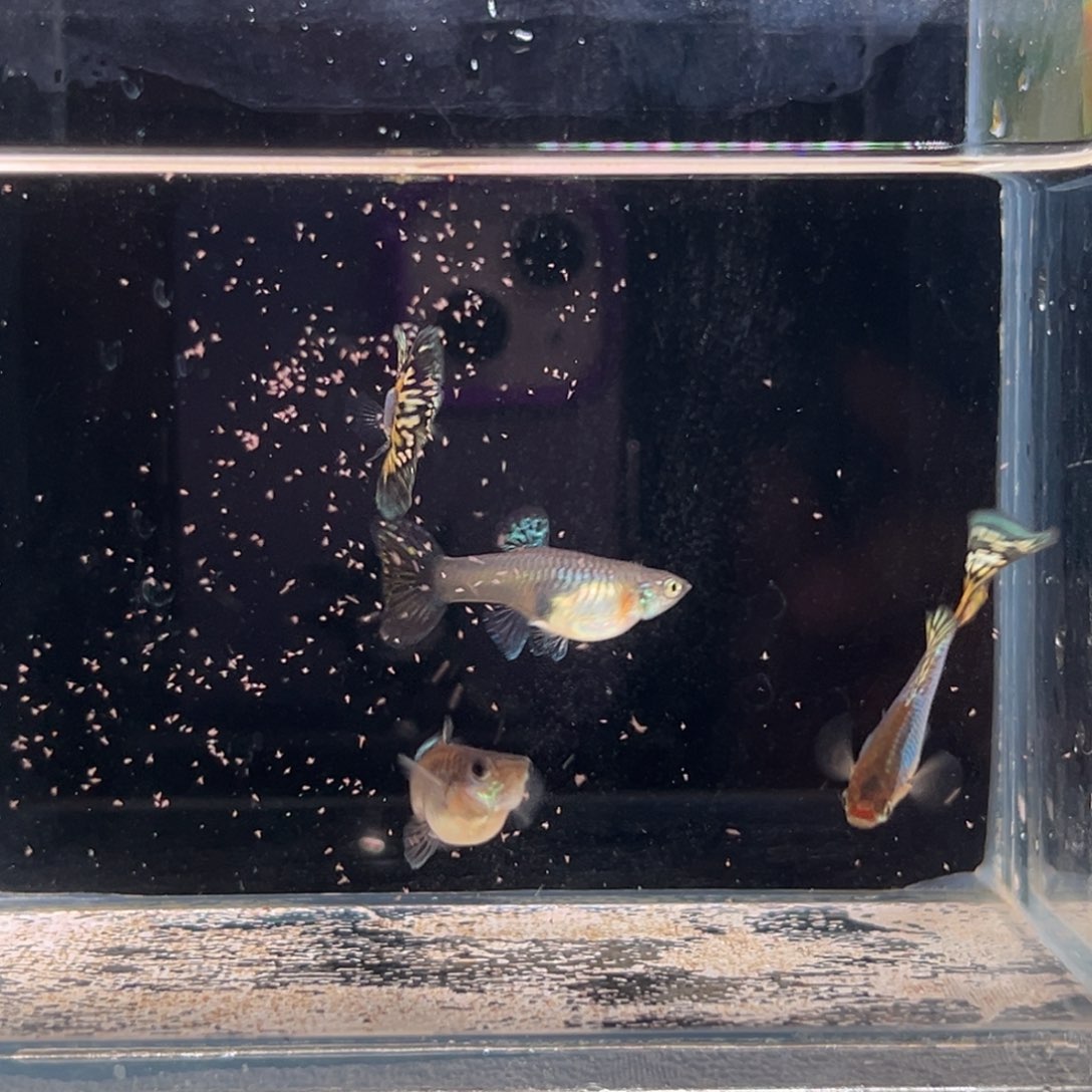 孔雀鱼新家蓝黄马赛克两对