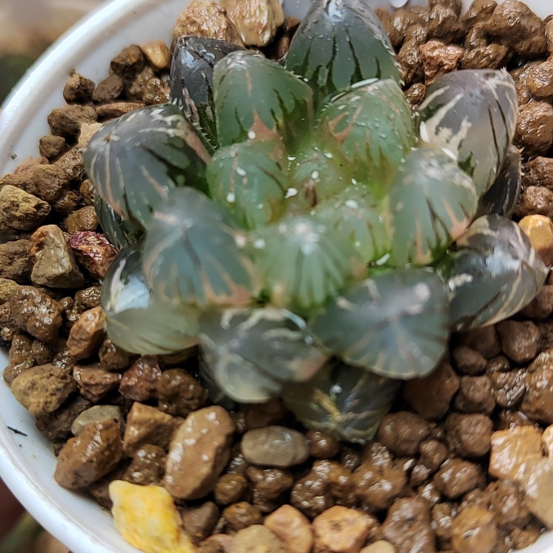 143号龙爪玉露锦 4.5厘米左右一物一拍带盆