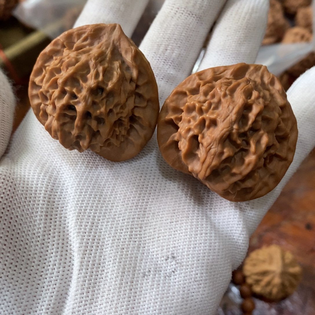 虎*秦岭预算核桃金公子