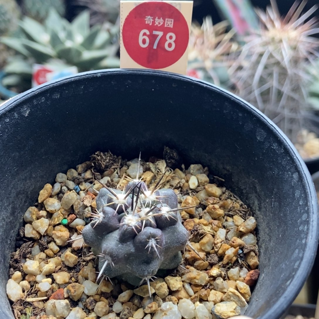 实生带中刺龙爪球黑闪玉3cm