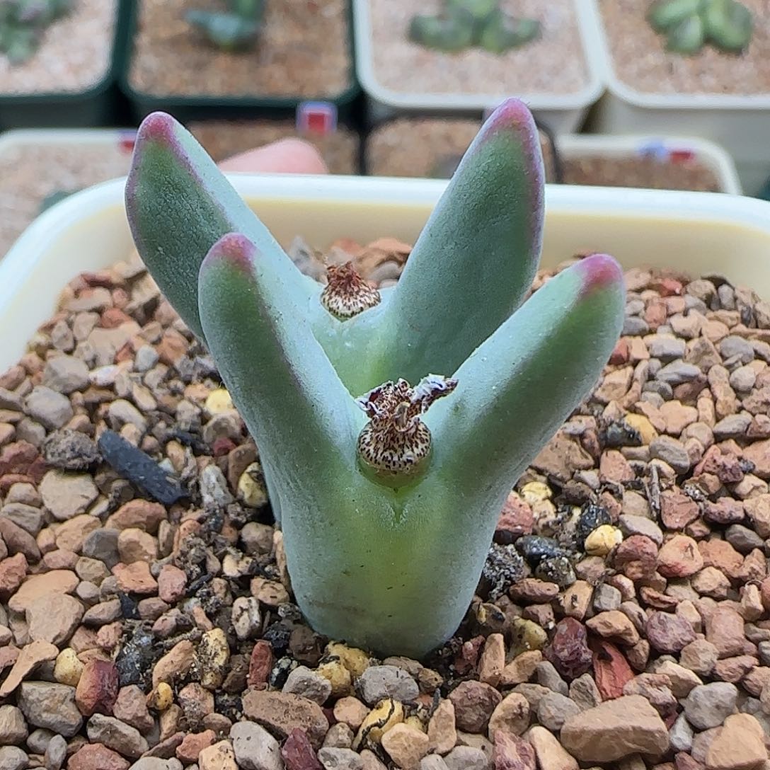 无花朵超绒款皮卡丘