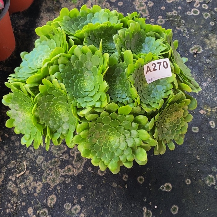 翡翠冰多肉植物270