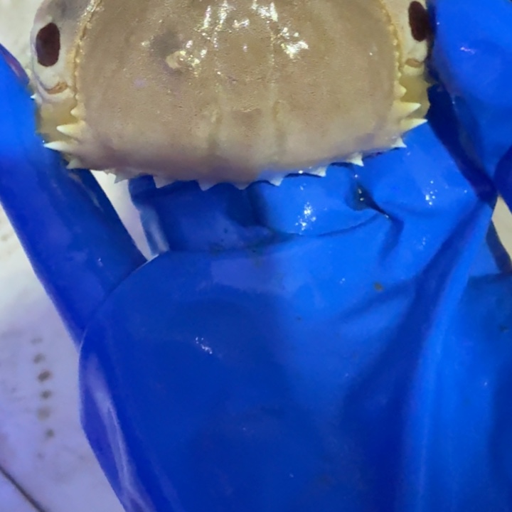 7***忆奶嘴海葵面包屑1111