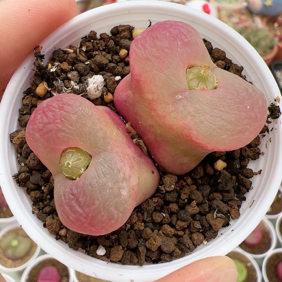 【闪购商品】40 双头