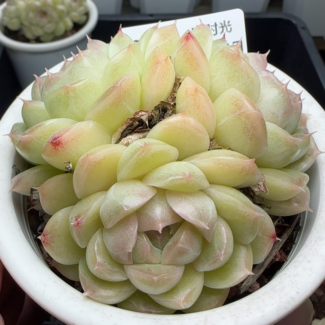 0114-204包子麦秆