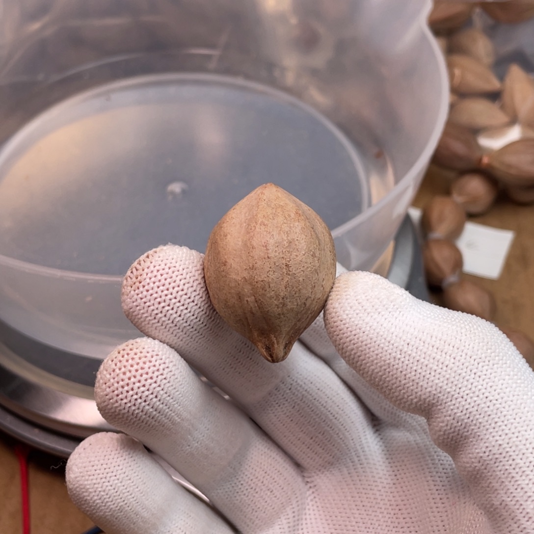 刚***刚橄榄核手串/手链1