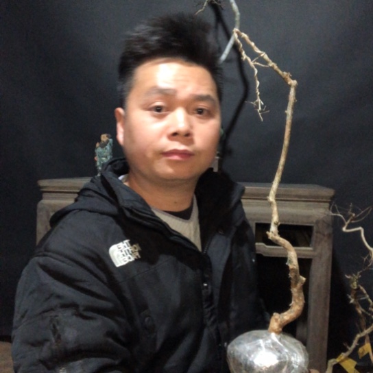 盆景素材盆栽绿植