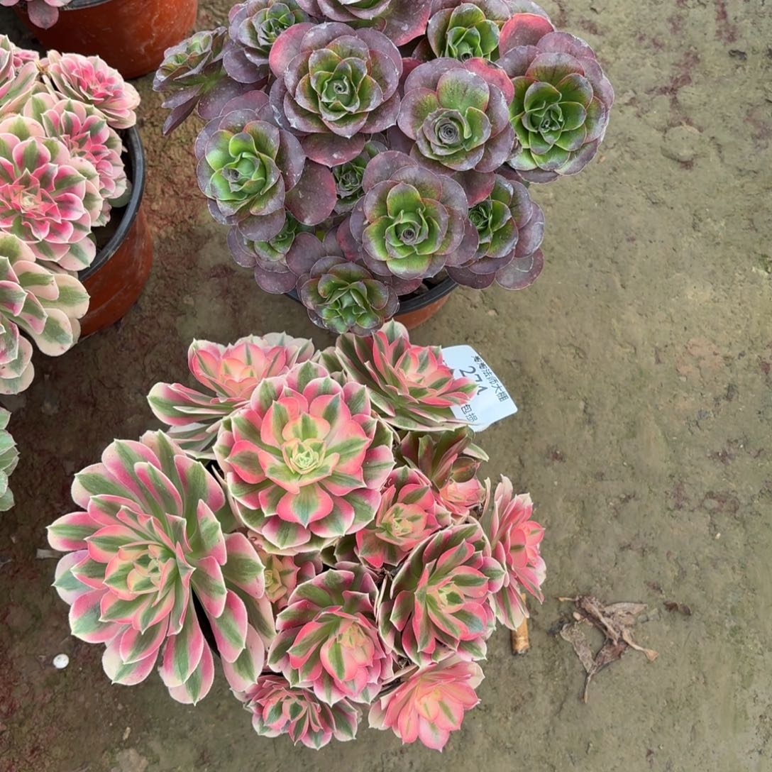 274两棵多肉植物法师