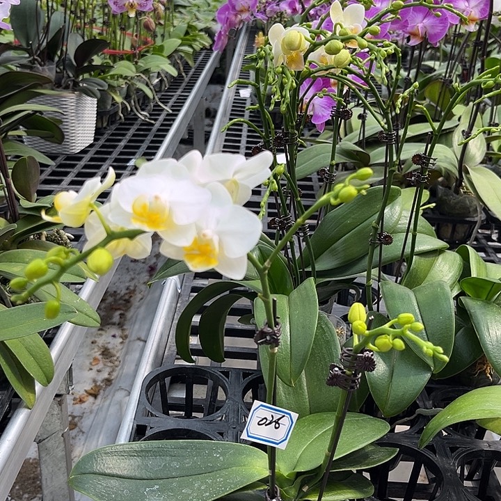 大部分花苞少量开放026