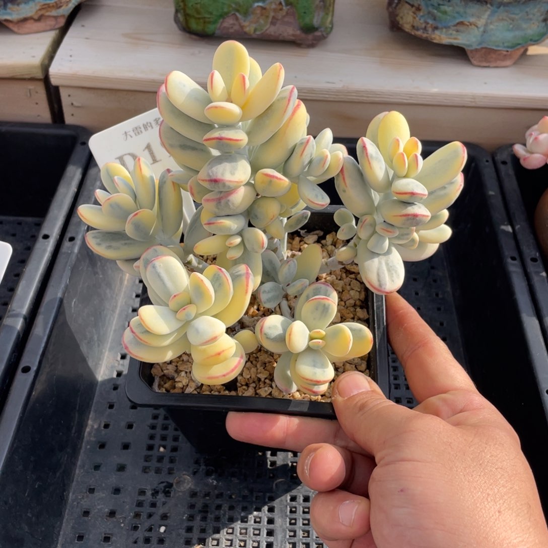 191福娘锦不带盆15厘米