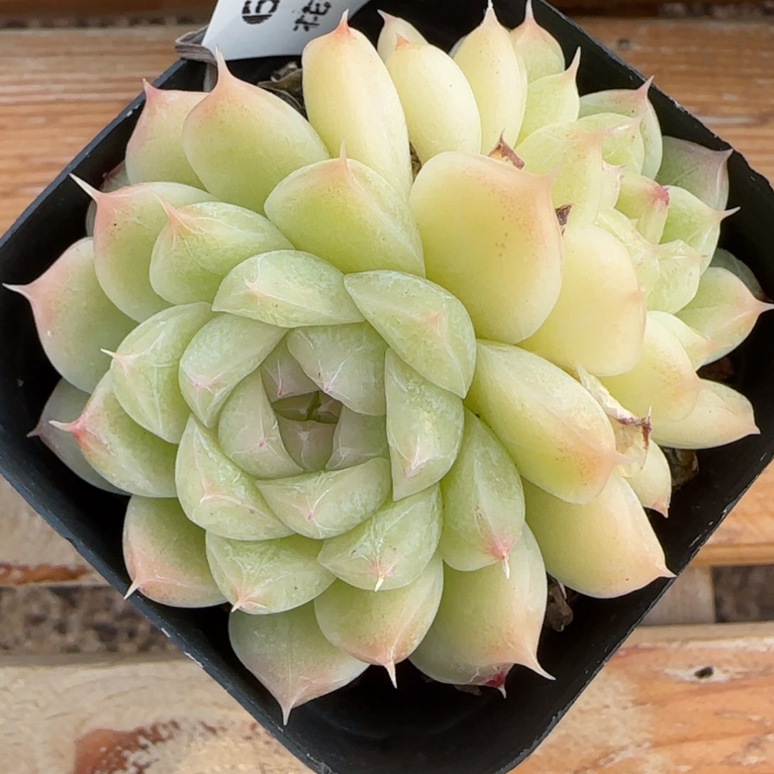 Z**?花语逸镜0214-649