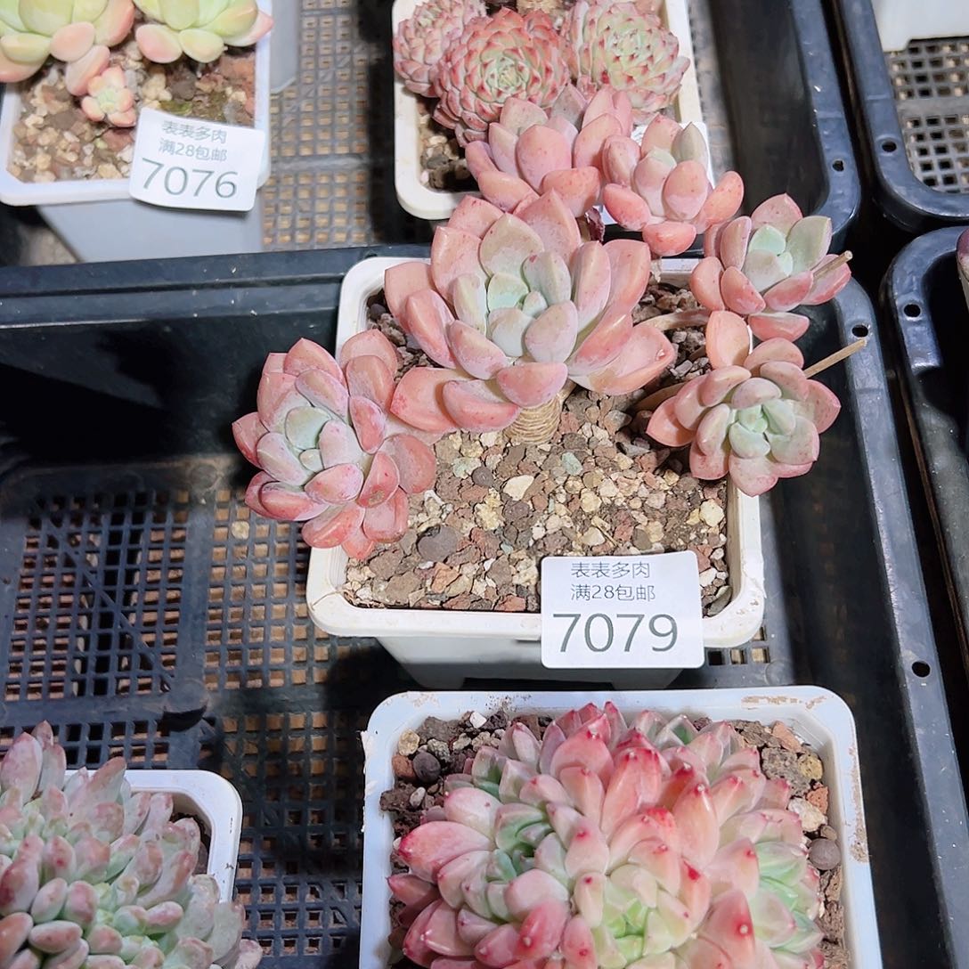 无花朵今****.多肉一物一拍7079