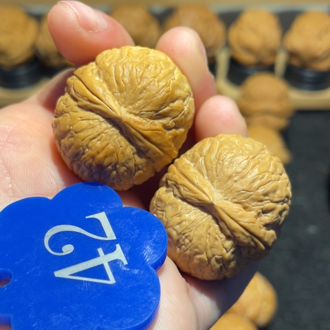 正宗老树蛇皮球带彩核桃32