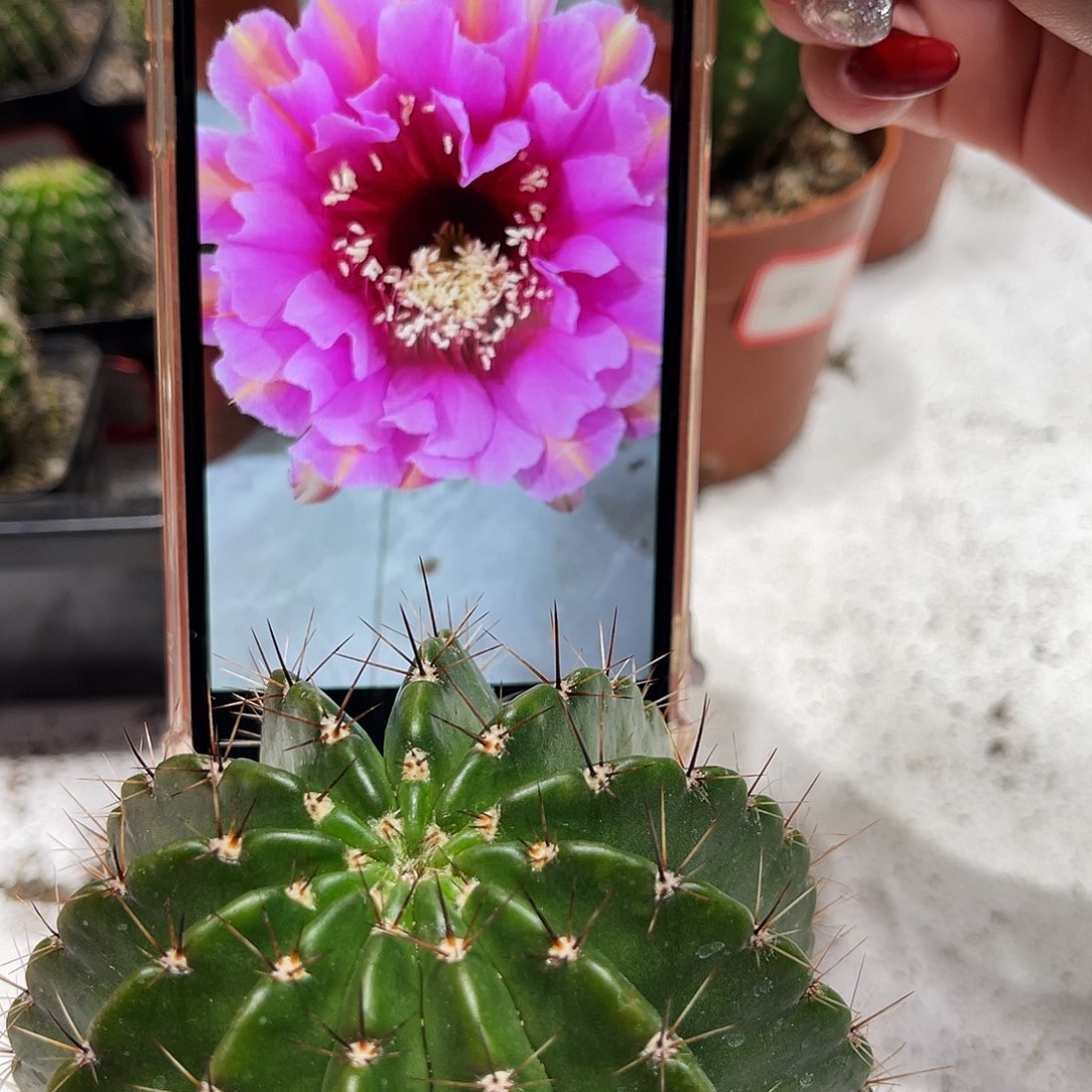 彩草88号带根8公分左右