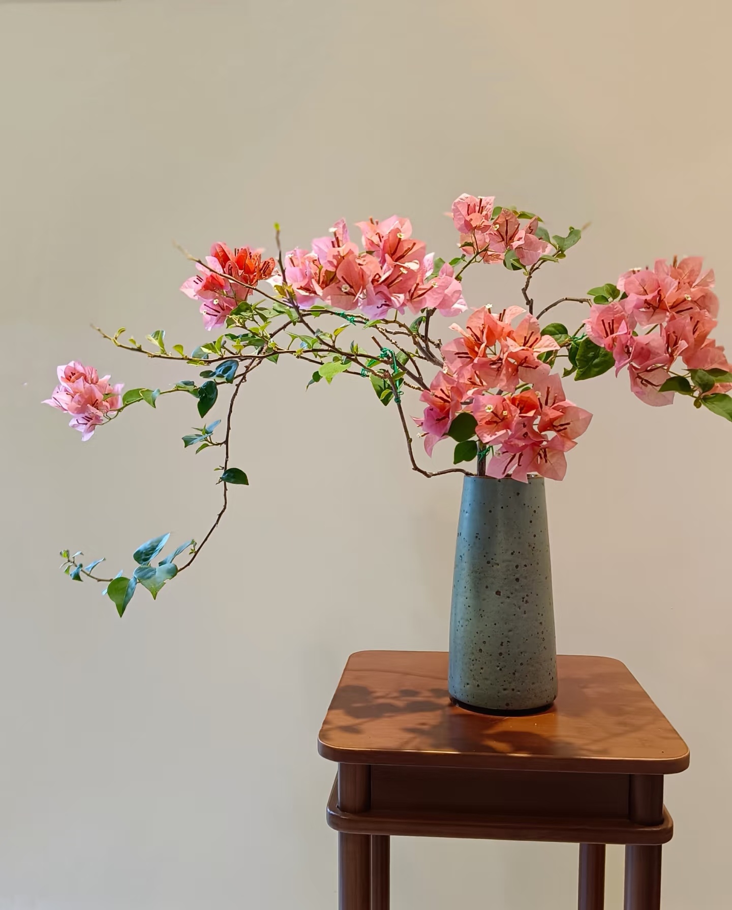 【不甜西瓜】三角梅稀有品种苗阳台庭院美观