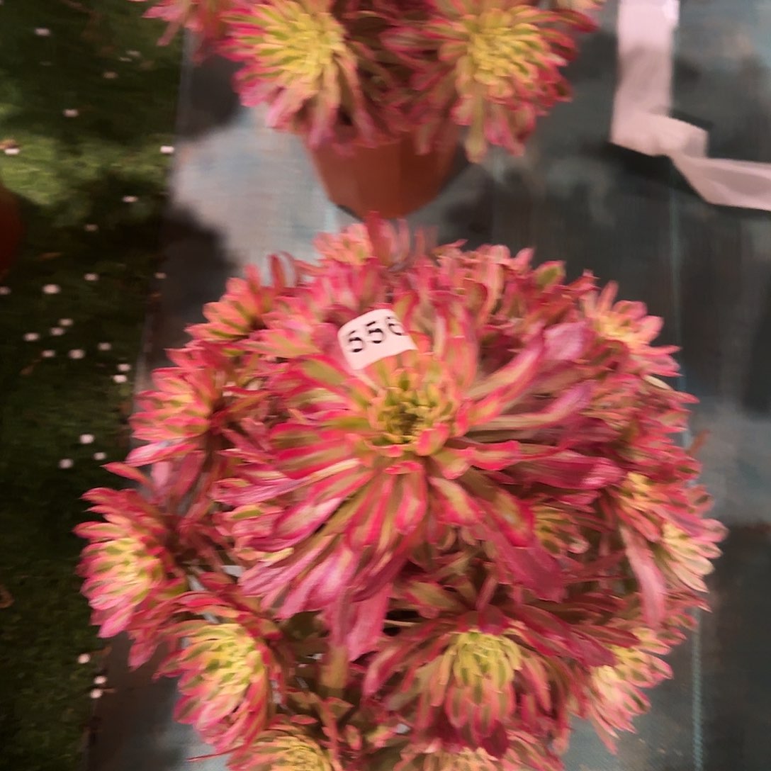 多肉植物紫微556