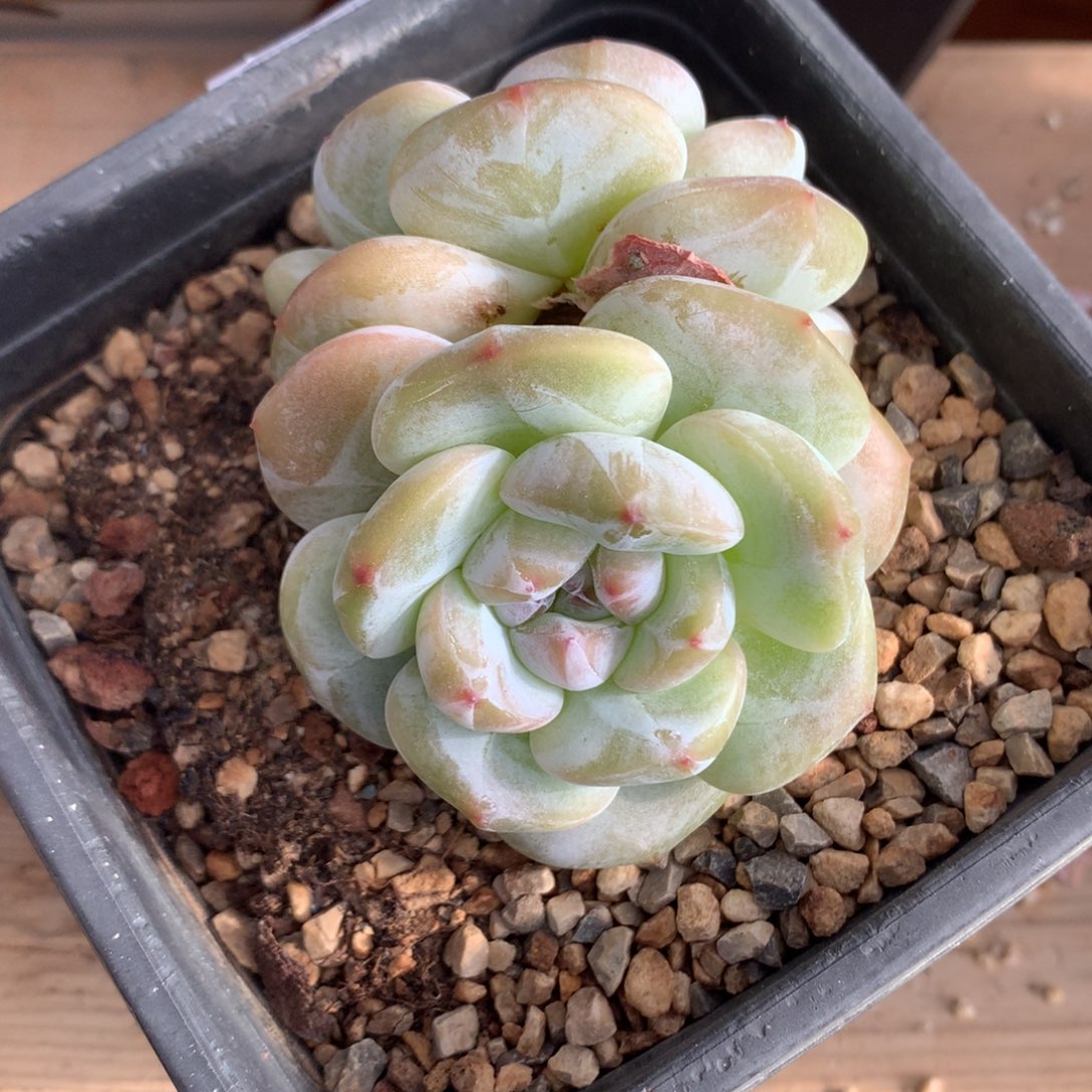 双头绿底紫心老桩子