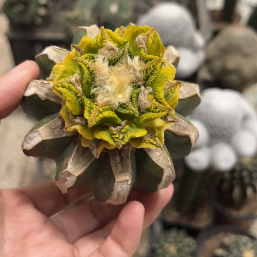 草球锦仙人球福利出