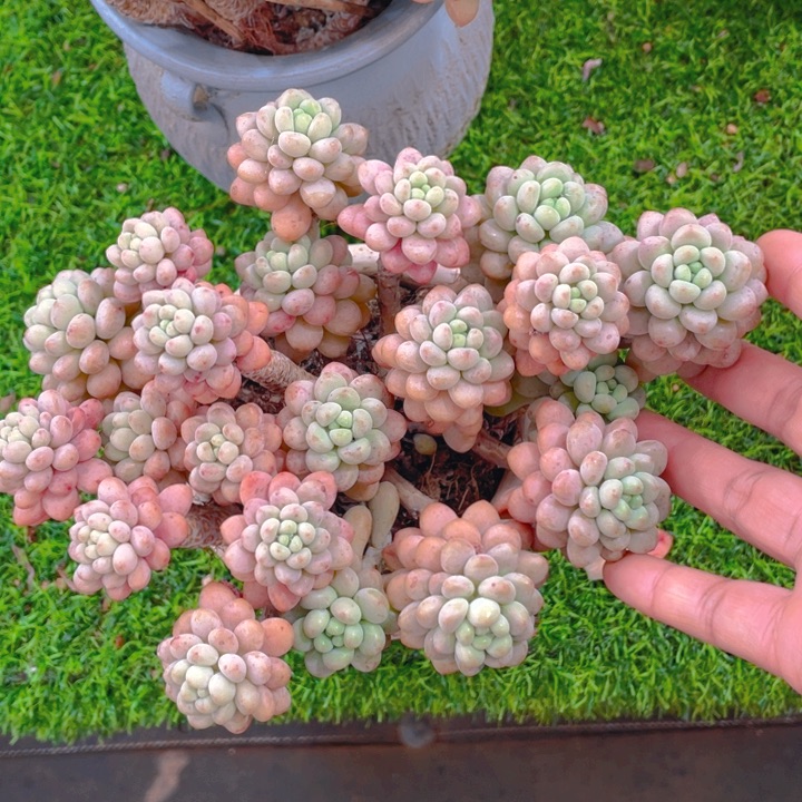 谢谢你的支持00000042