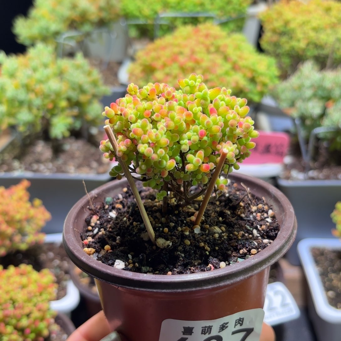 枝干番杏密橘糖球627