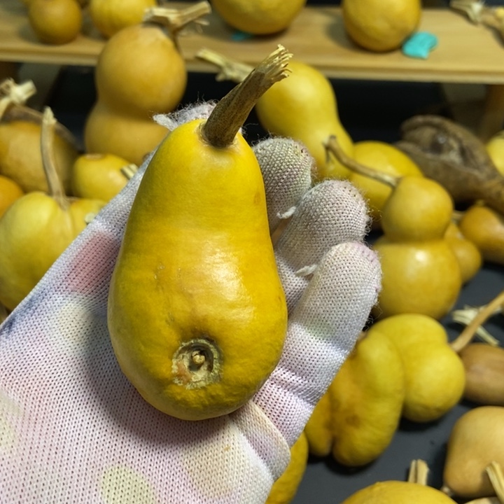 璞*葫芦葫芦真的
