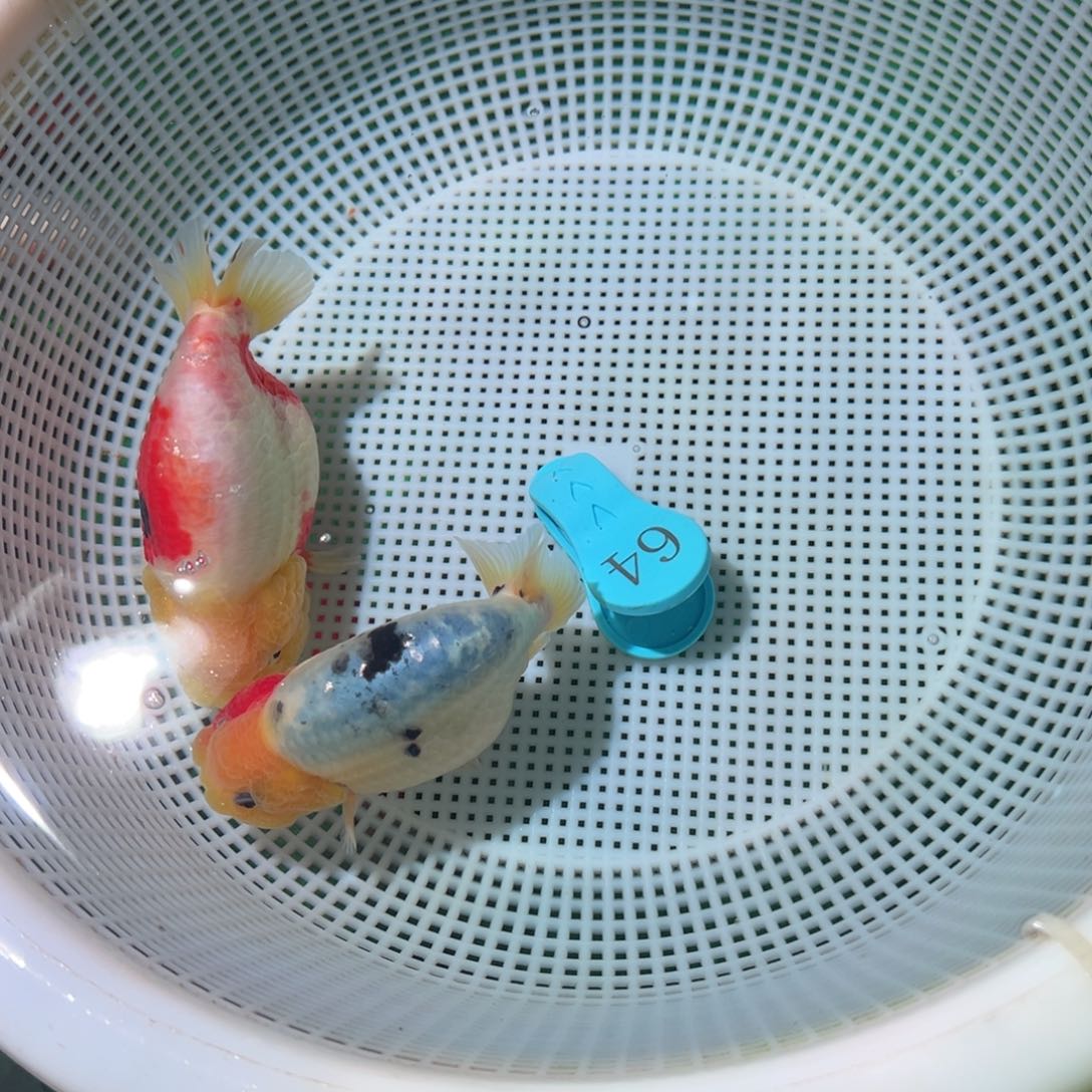 x***7金鱼潘氏金鱼兰寿泰狮