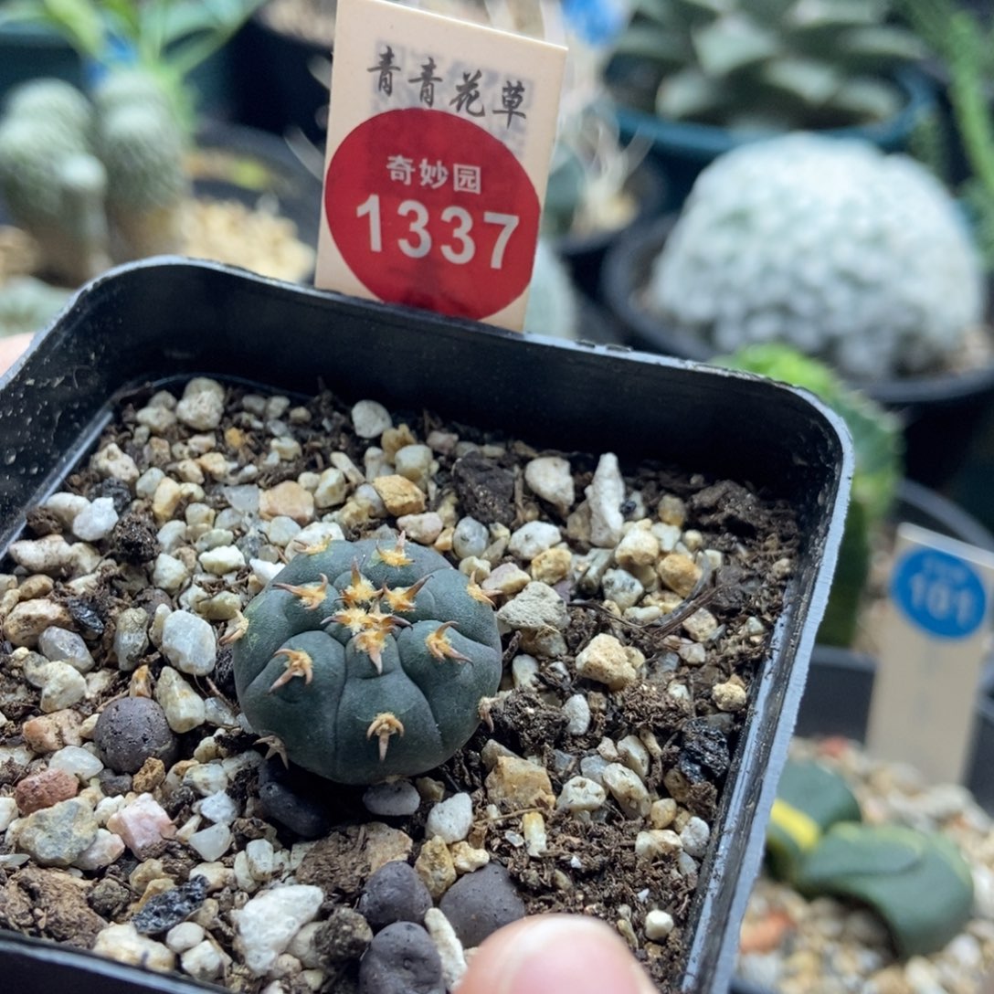 实生短豪刺猫爪一棵仙人球