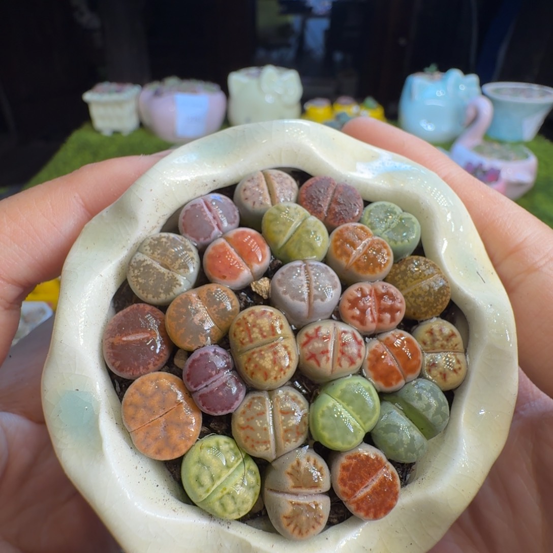 多肉植物福利冲1384