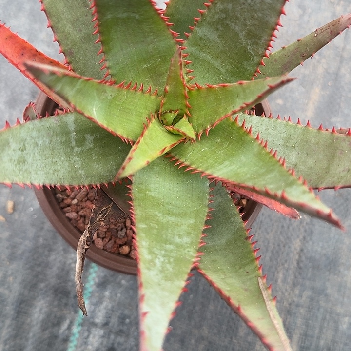 多肉植物整颗有侧芽
