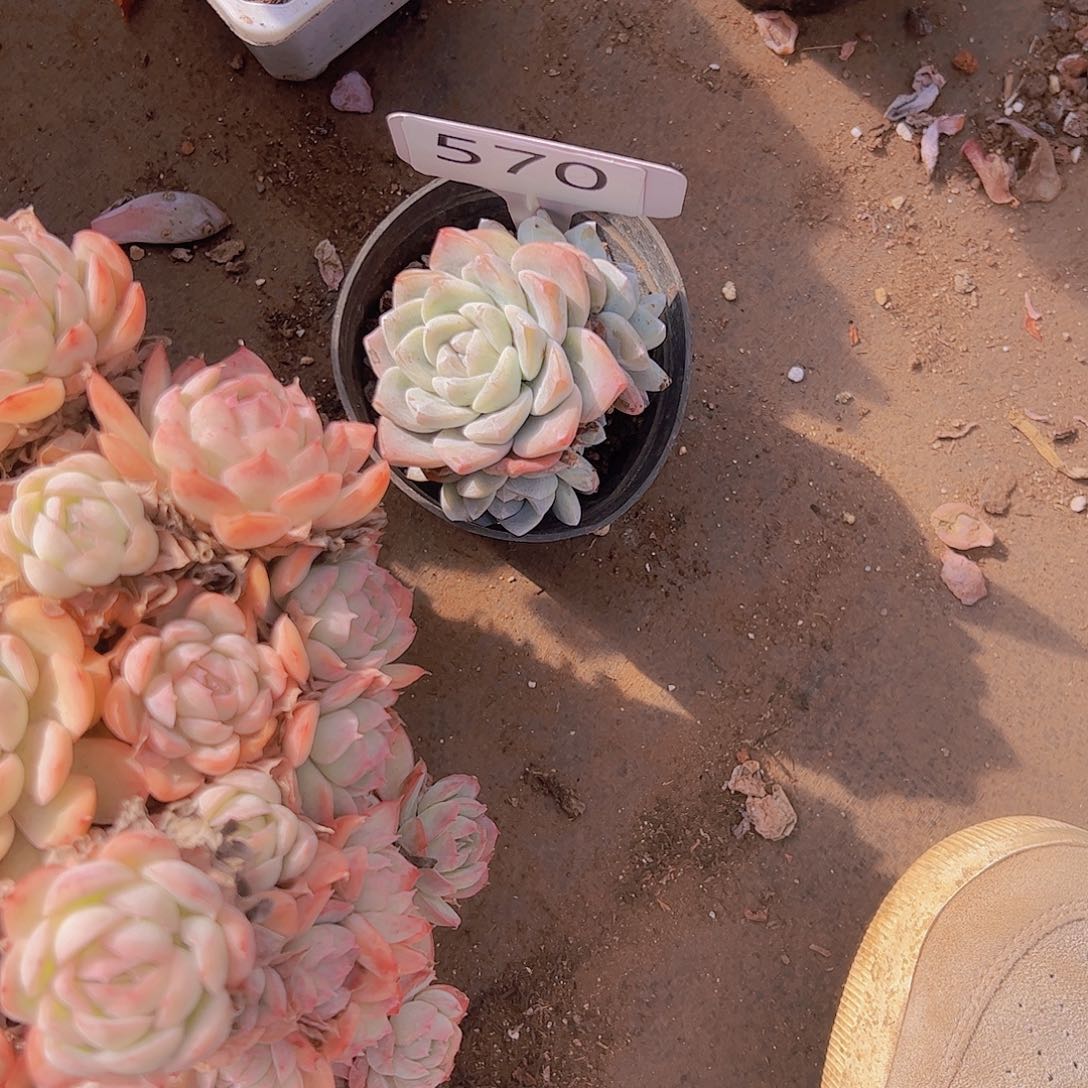 打****?570冰玉嫁接10不售后