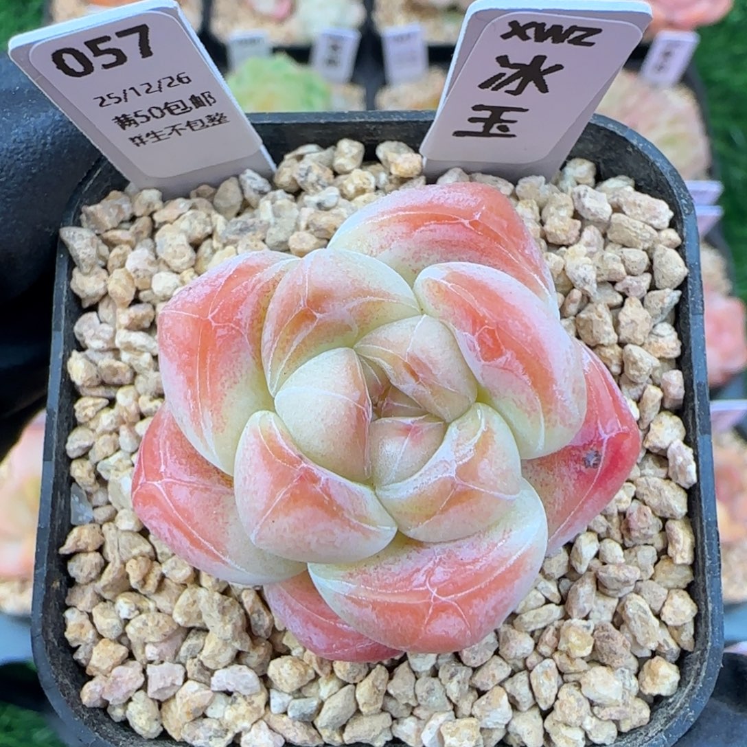 057冰玉   5厘米盆