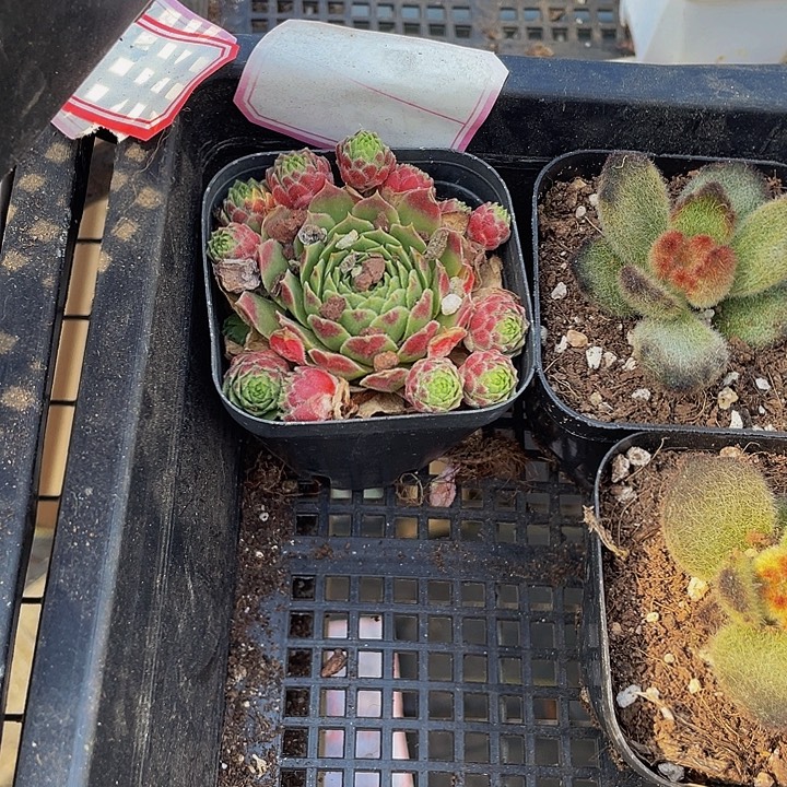 爱德华球带盆土发