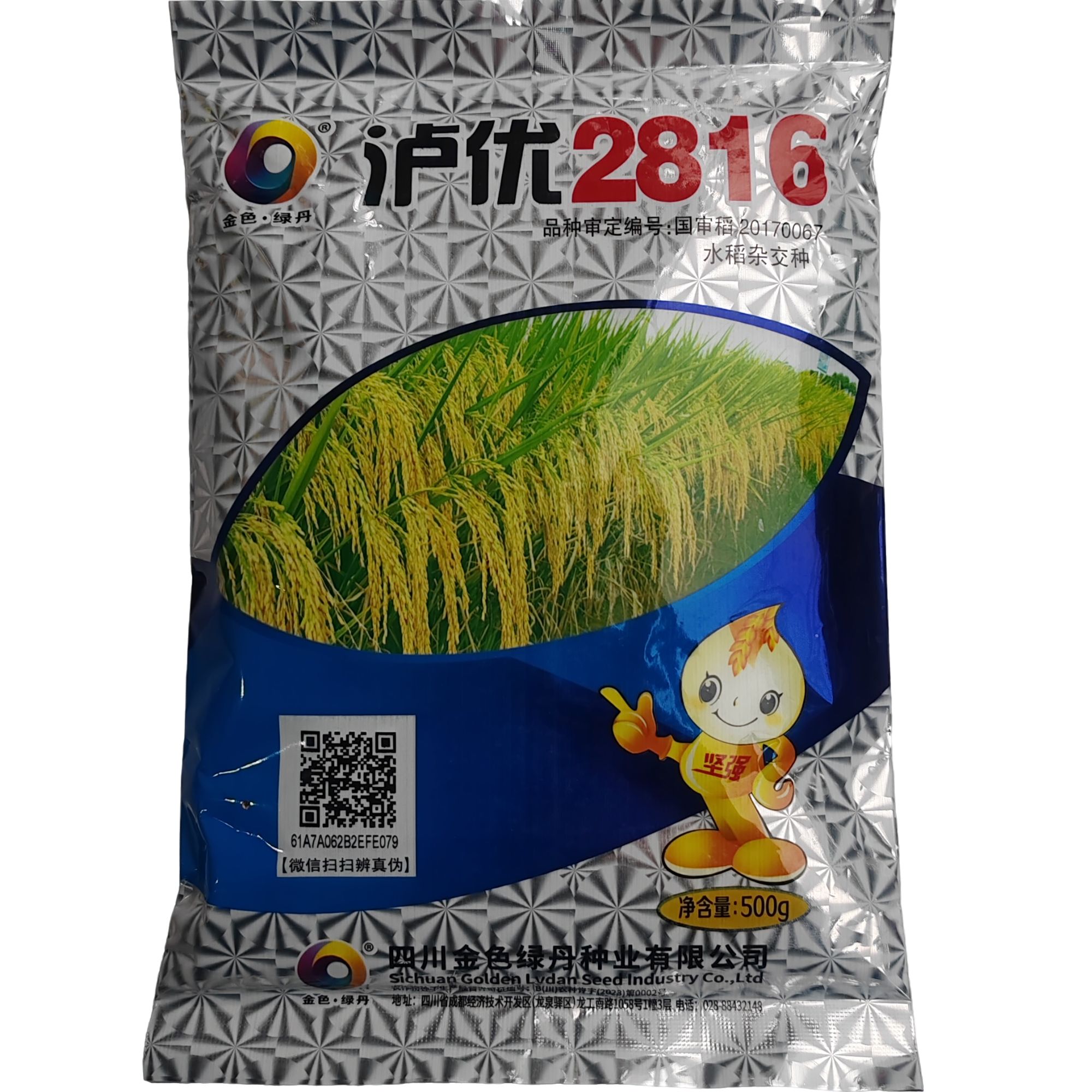 泸优2816水稻种，武陵山区审定，中抗稻瘟病，大穗大粒，米饭不软不糯