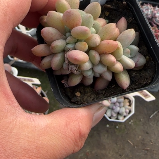 388桃花源缀多肉植物多